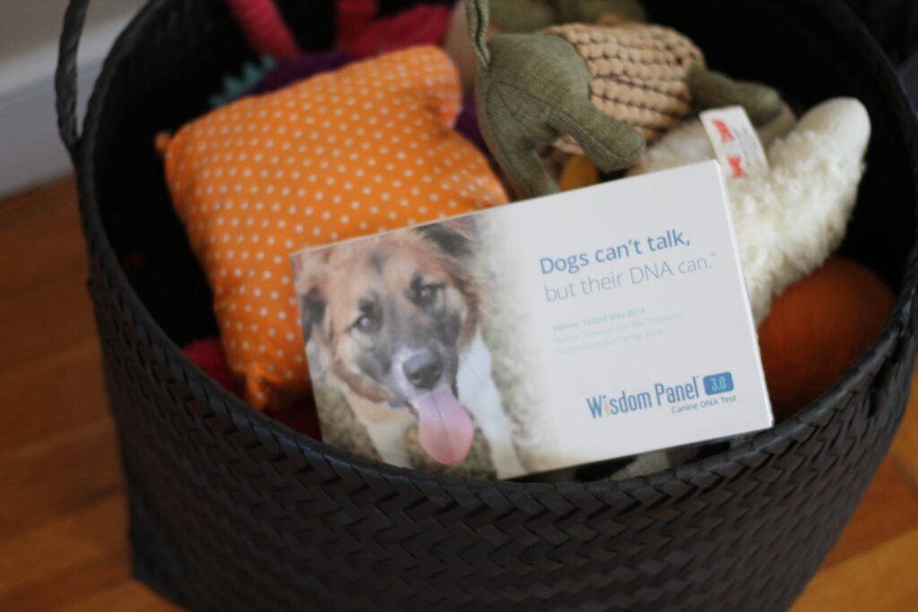 Wisdom-dog-DNA-test