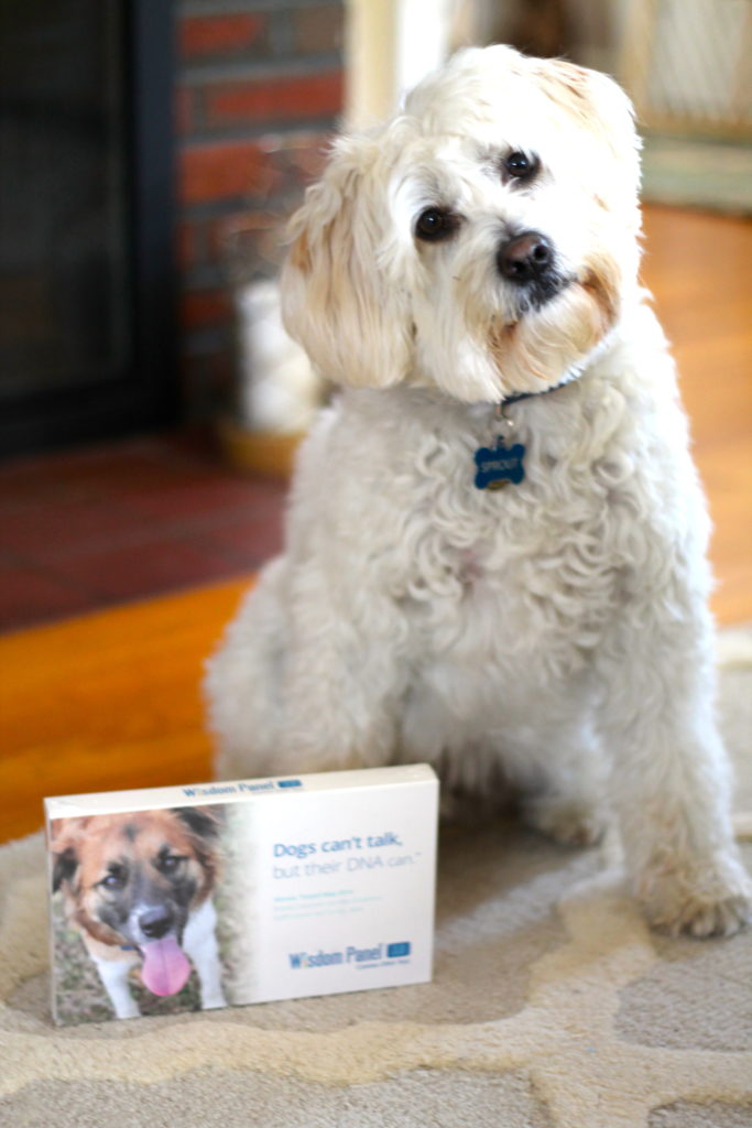 Wisdom-dog-DNA-test