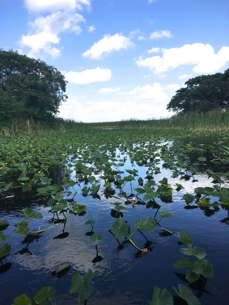 everglades