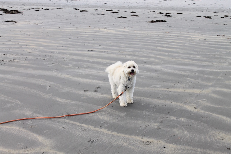 day trip from Boston to Maine - pet-friendly!