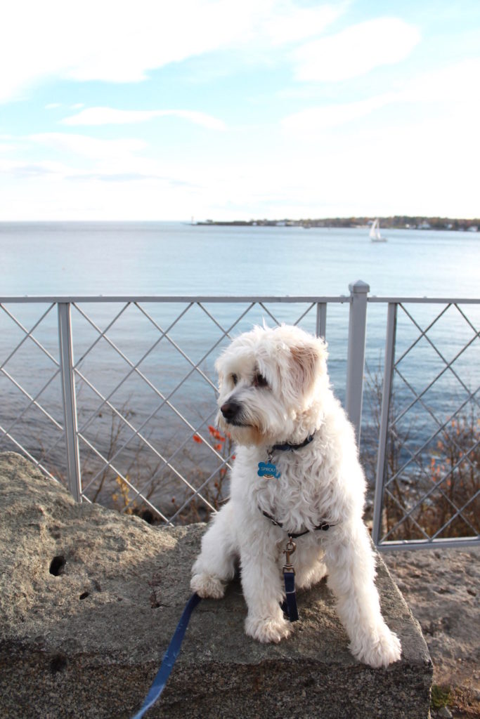day trip from Boston to Maine - pet-friendly!