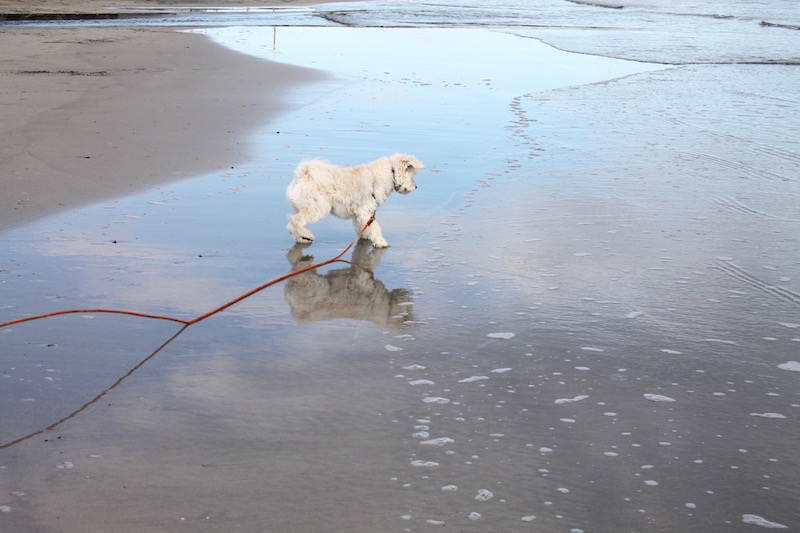 day trip from Boston to Maine - pet-friendly!