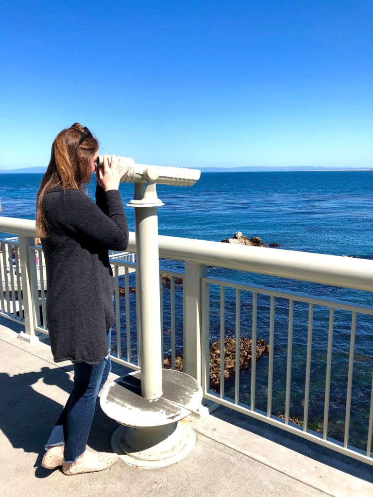 spotting whales at the Monterey Bay Aquarium