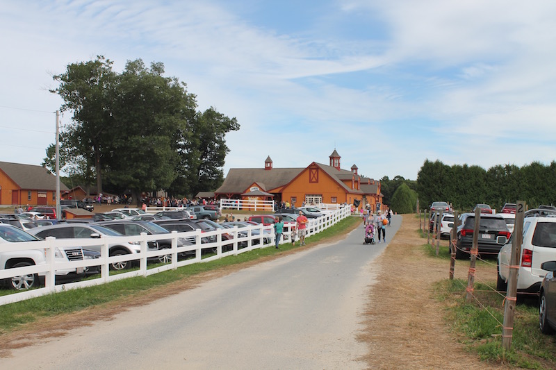 where to go apple picking in eastern MA, Parlee Farms Tyngsboro MA | Nordstrom | ASOS | Amazon | Apple Picking, Pumpkins + the Best Skinny Jeans Everyone Asks About featured by popular Boston life and style blogger Feathers and Stripes