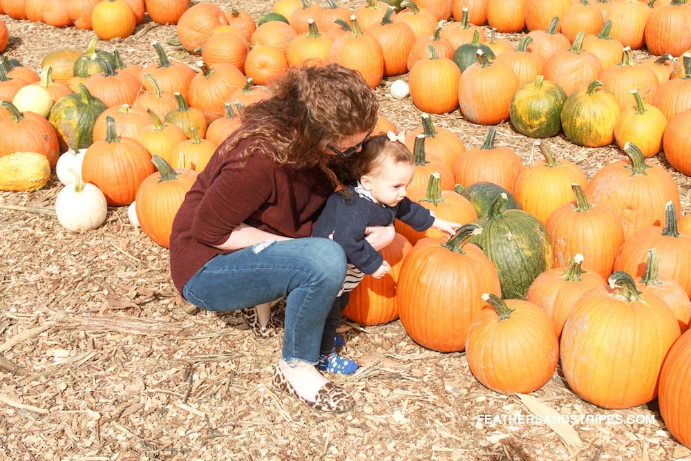 What to wear apple picking in Massachusetts, Parlee Farms apple picking September, pumpkin patch MA | Nordstrom | ASOS | Amazon | Apple Picking, Pumpkins + the Best Skinny Jeans Everyone Asks About featured by popular Boston life and style blogger Feathers and Stripes