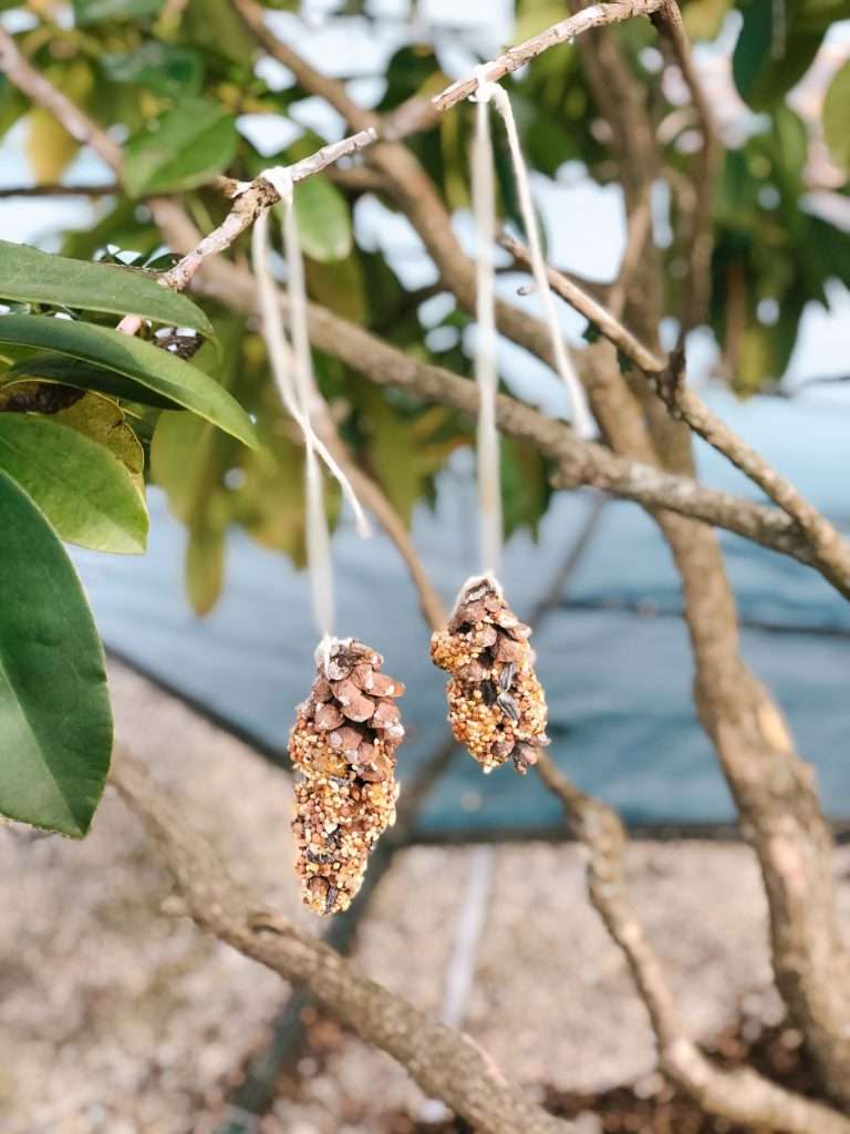 how to make an easy pinecone bird feeder with your toddler - and other activities you can do at home!