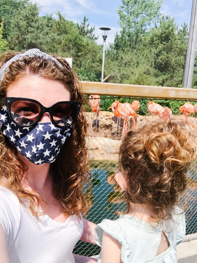 flamingos-new-england-zoo-visit