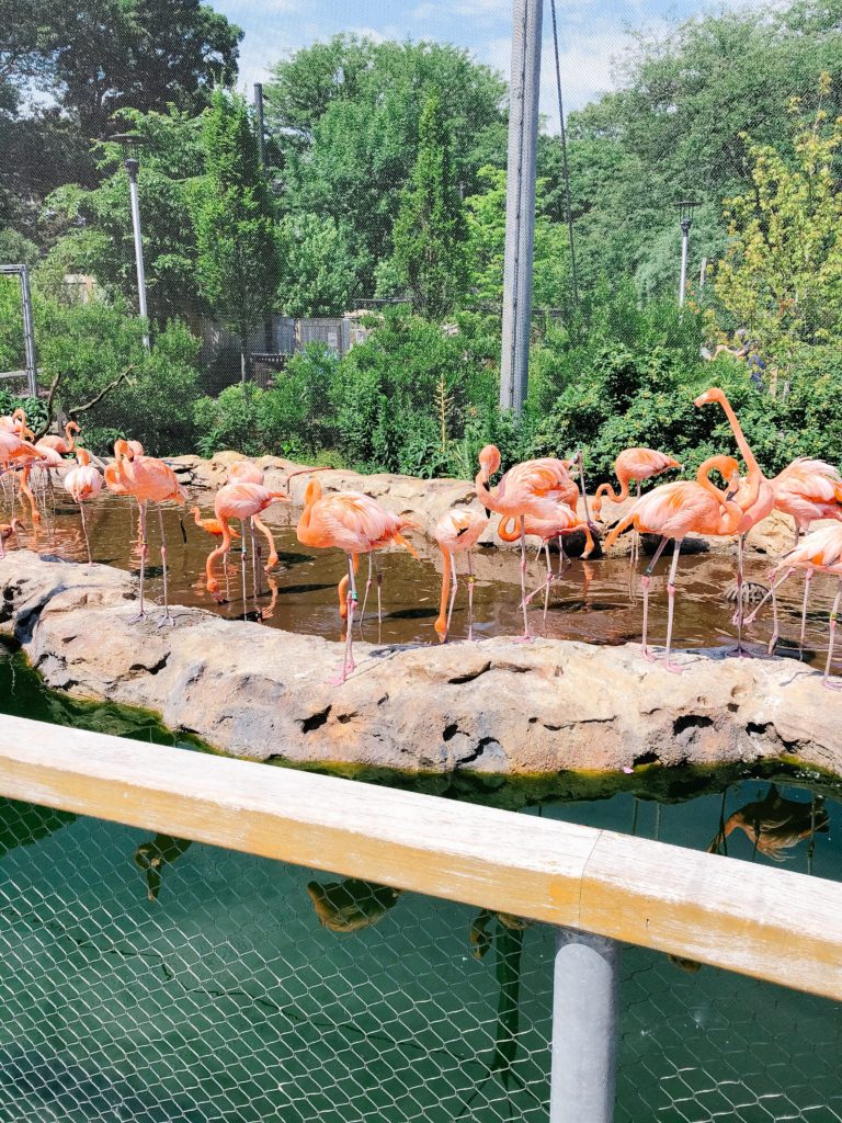 flamingos-new-england