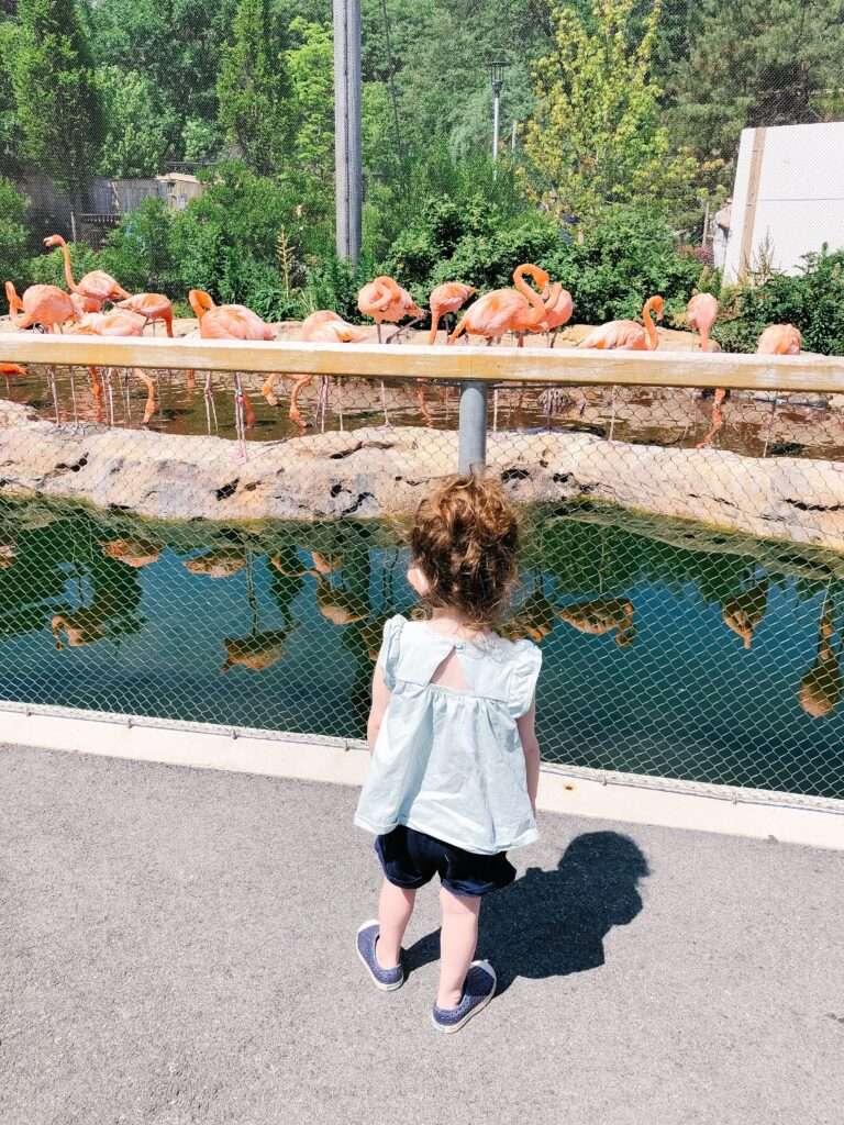 flamingos-new-england-zoo